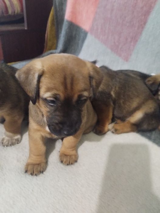 Ексклюзивні малечі метісіки.