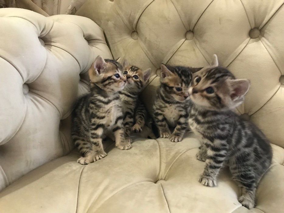 Бенгальские котята