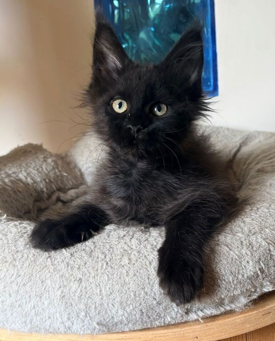 Maine Coon - czarna Puma :)