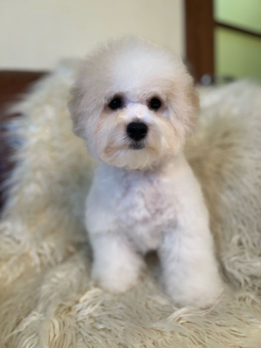 Бішон фрізе цуценята