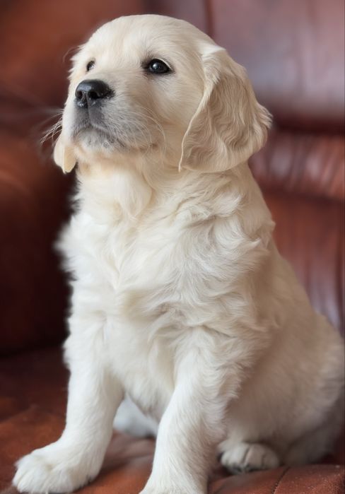 Golden Retriever - szczeniak