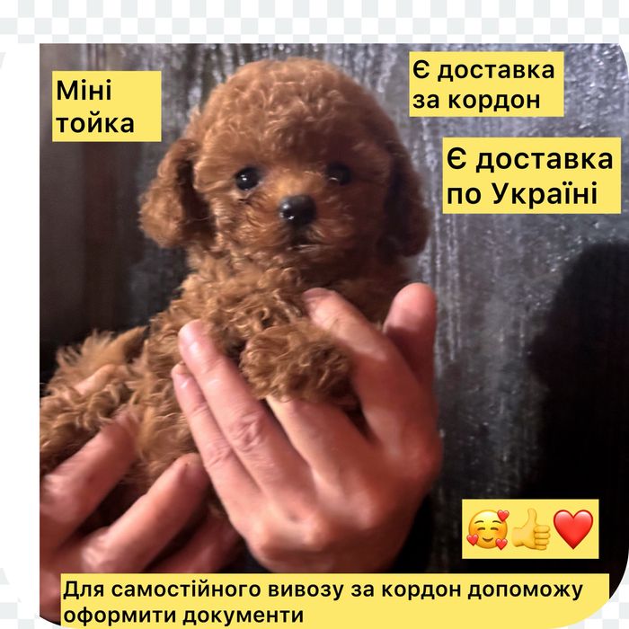 $Ласкаве сонечко !міні тойка !Беби фейс!