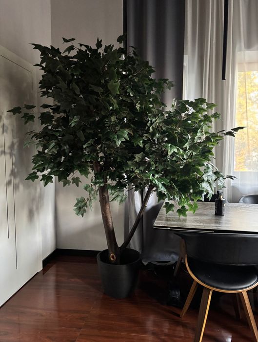 Klon z zielonymi liśćmi na naturalnym pniu 240cm