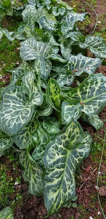 Арум лекнигор в амлуа