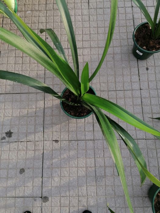 Planta clivias