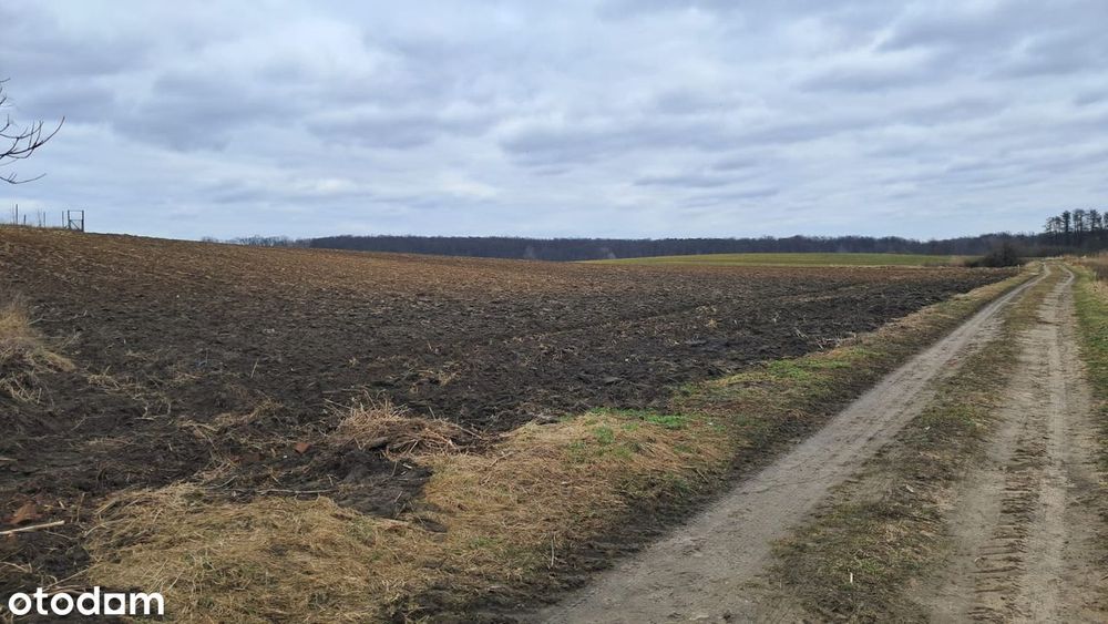 Działka siedliskowa | WZ bezterminowe | Grzeszyn, gm. Wińsko