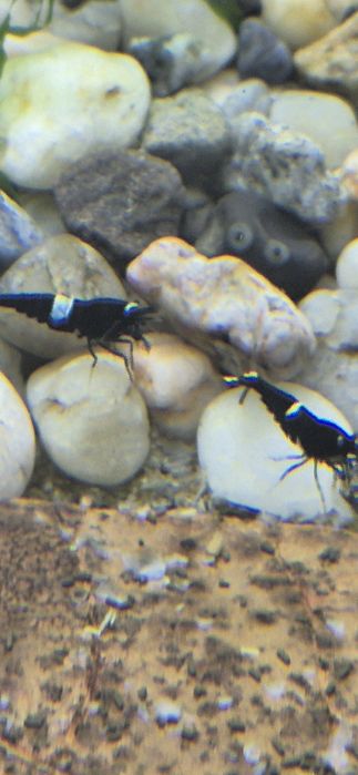 Krewetki Black Tiger Caridina