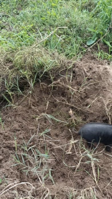 Porcos Vietnamita ( Mini Pig )