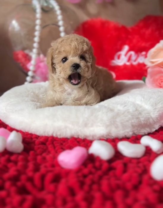 Той пудель, дівчинка красотка