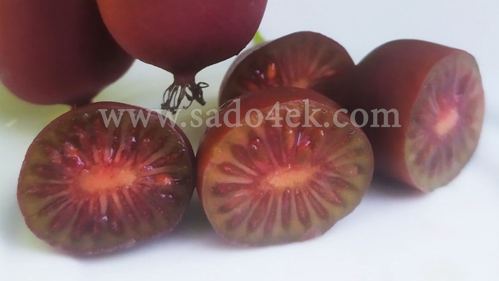 1-2-3-4летние саженцы актинидии ( мини-киви), жимолости, голубики и тд