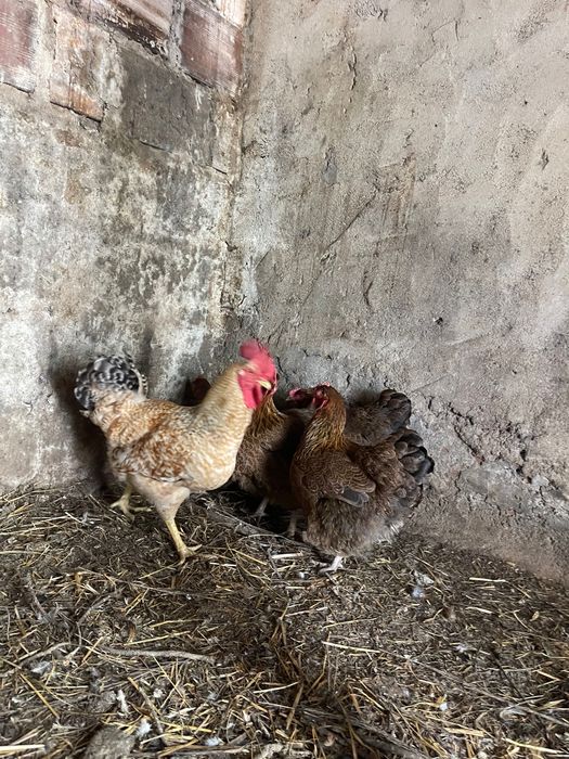 Vendo galo de 6 meses