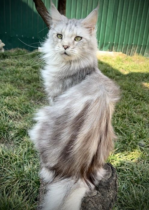 Серебренный мальчик Мейн кун