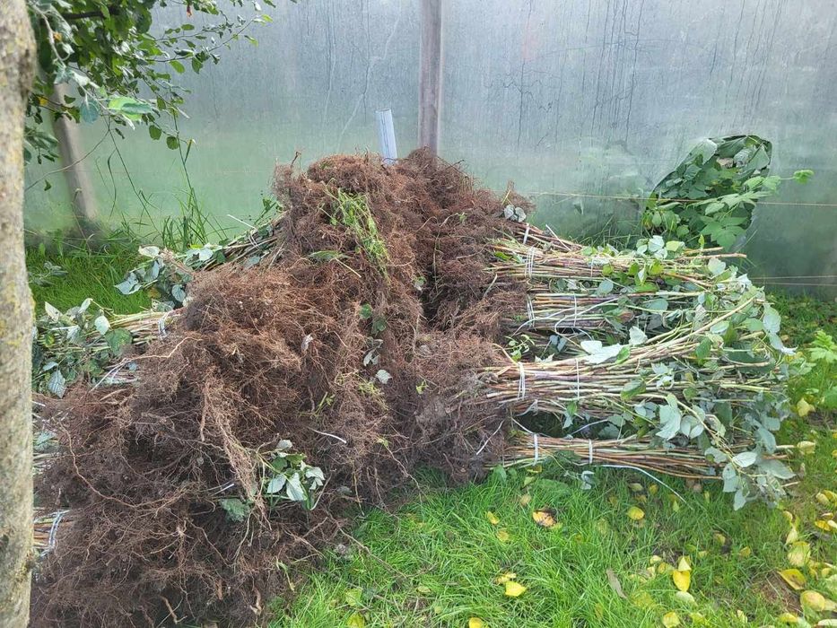 Sadzonki malin różne odmiany jesienne letnie