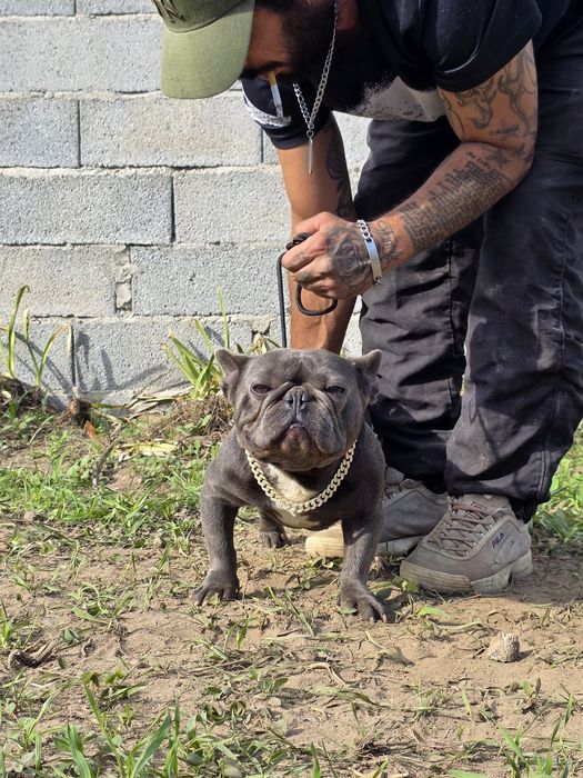 Buldog frances azul