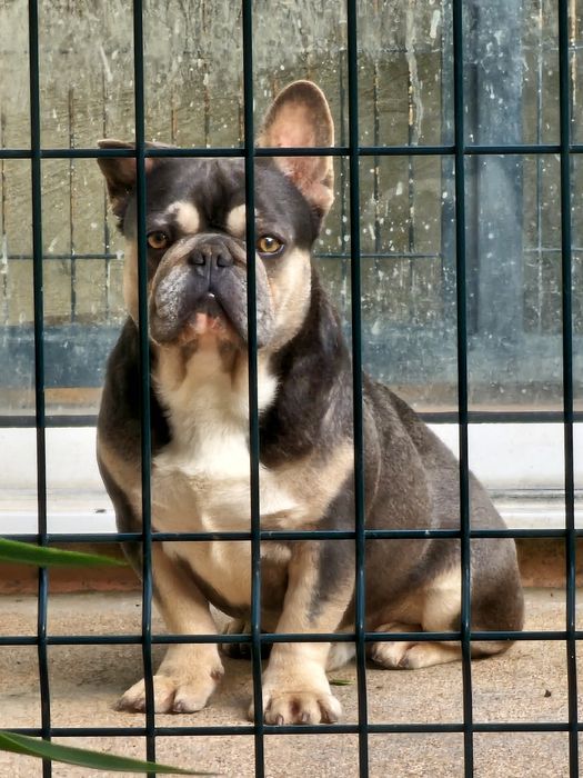 bulldog francês fêmea com microchip valor negociável
