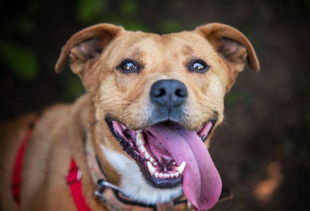 Młody, zwariowany, oddany i kochający amstaff w schronisku. Supet pies