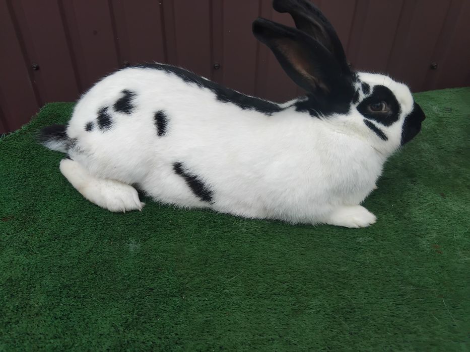 Німецький строкач, пропояні, вакциновані. Є молоді покритті самки.