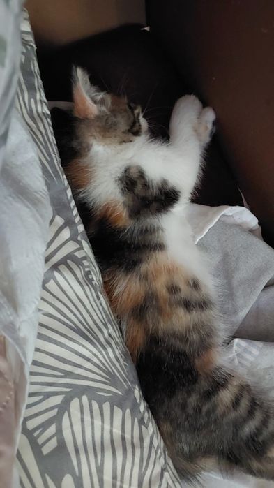 Отдам котят бесплатно