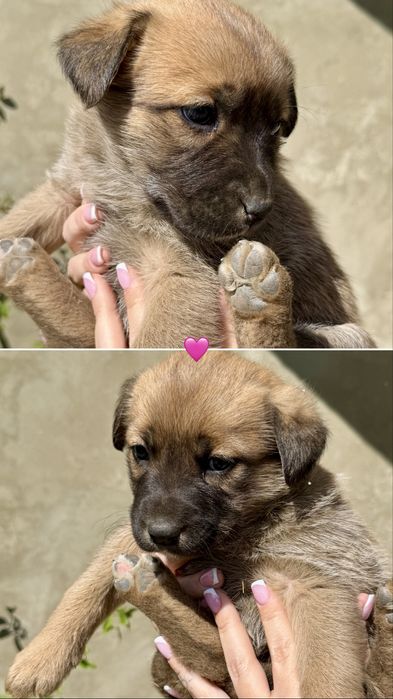 Віддам цуциків безкоштовно (дівчинки)