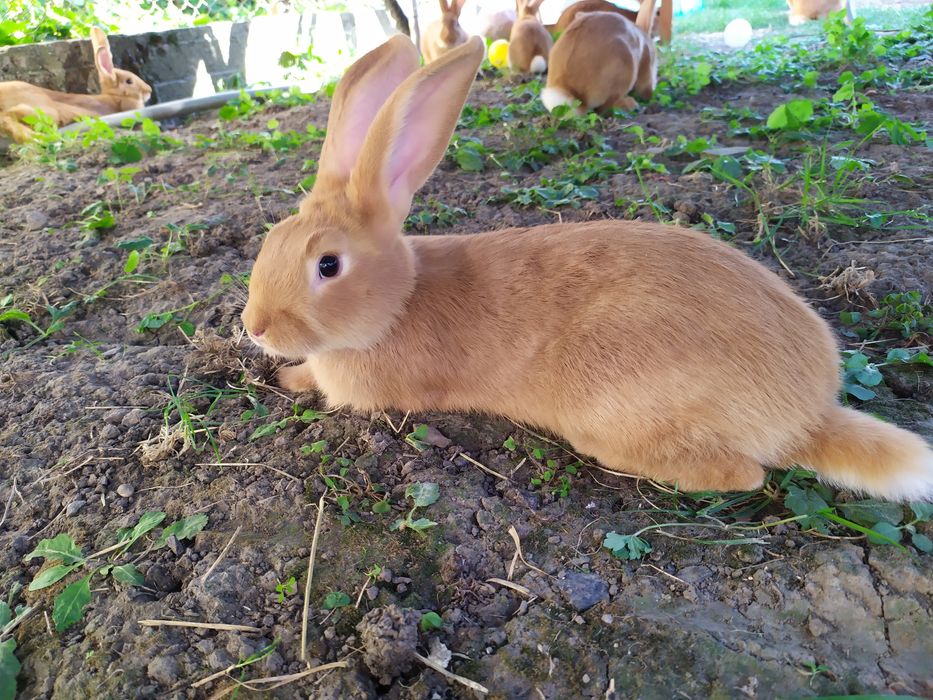 Продам кроликів бургундія