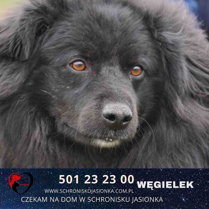 WĘGIELEK do adopcji Schronisko Jasionka