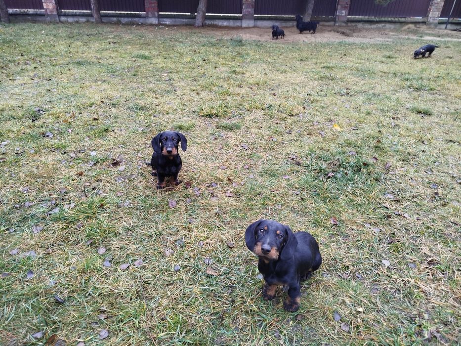 Такса жорсткошерстна