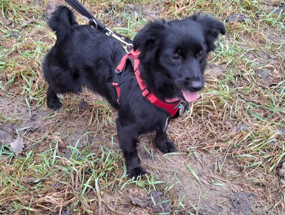 Mała młoda Czika szuka domu