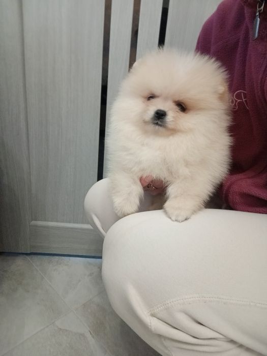 Дівчатка і хлопчики шпіци