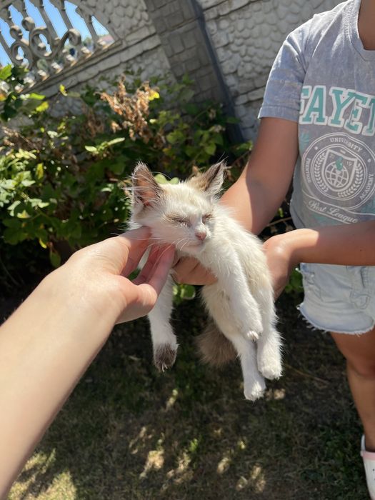 Кошенята в добрі руки!
