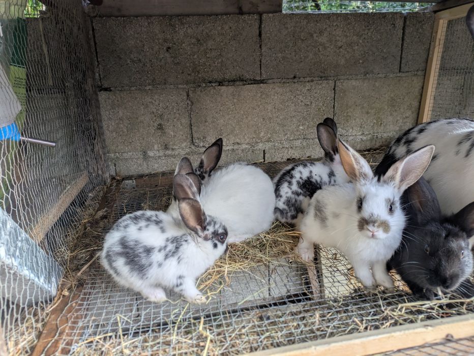 Conejos en venta