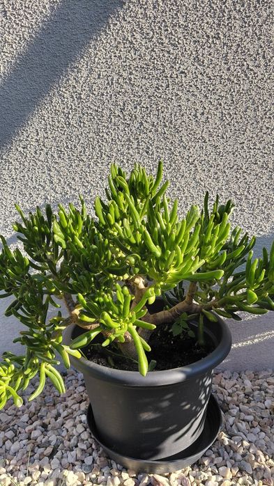 Crasula hobbit grubosz7