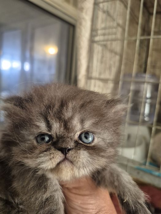 Menino smoke lindissimo