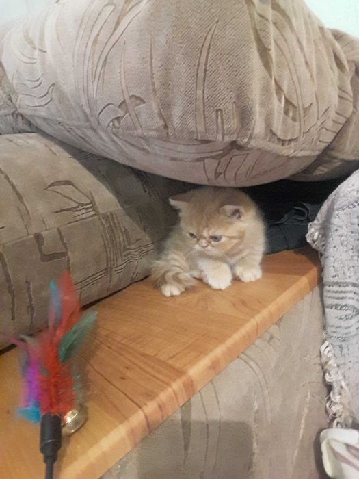 Кошенята  перси  Швидка) та Соня)