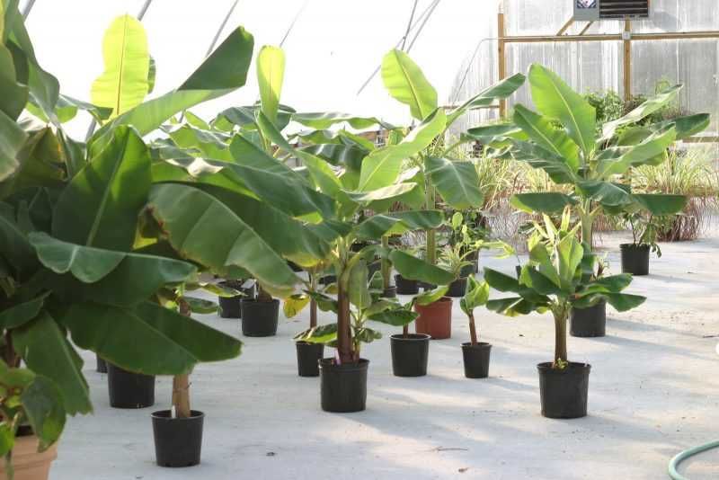 Комнатный банан Киевский суперкарлик 3-х летний