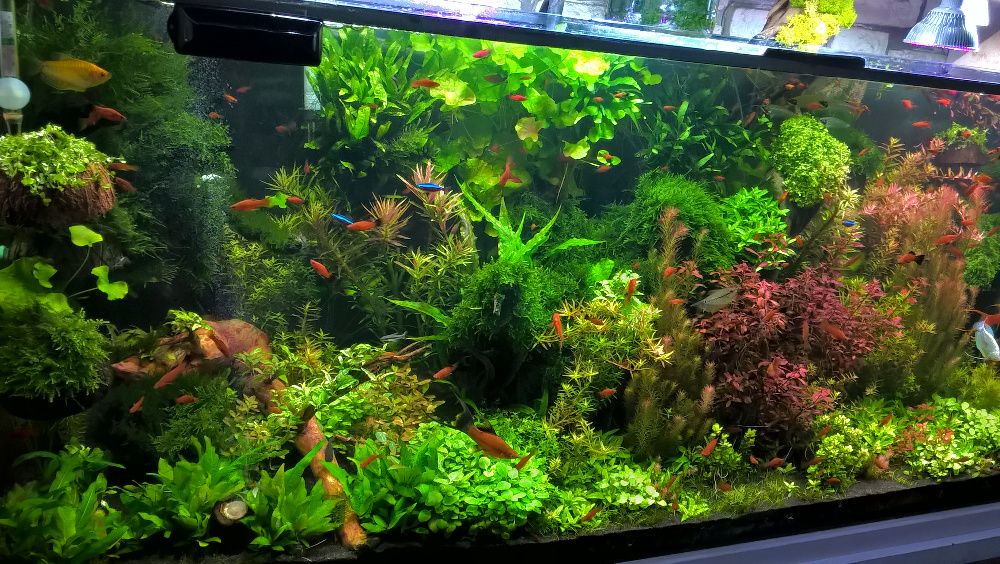 Hygrophila Corymbosa Mini