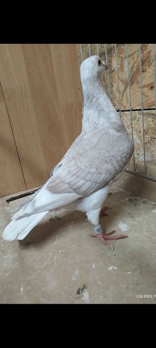Reduced reducedy