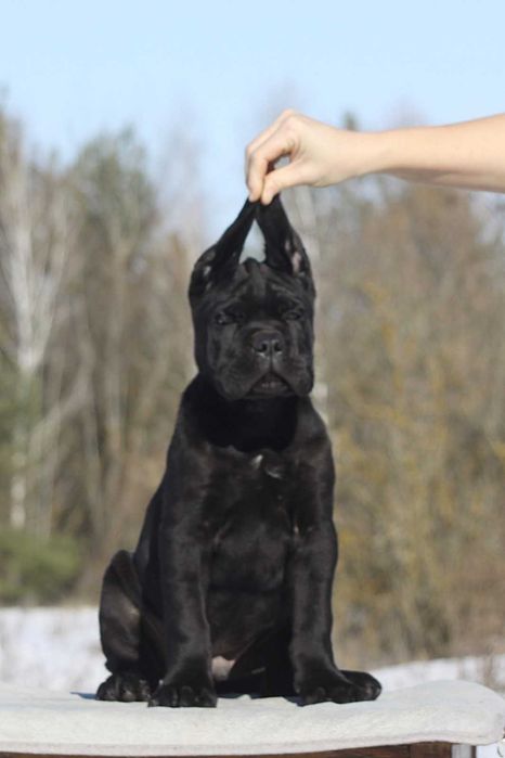 Кане корсо з документами