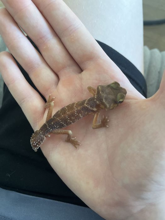 Nephurus Levis gad