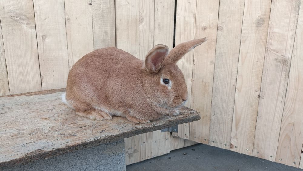 Króliki burgundzkie