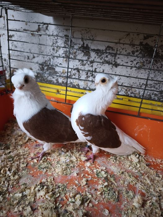 Mewka mewka newka Polska