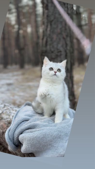 Шиншила шотландська страйт прямовуха срібна срібляста