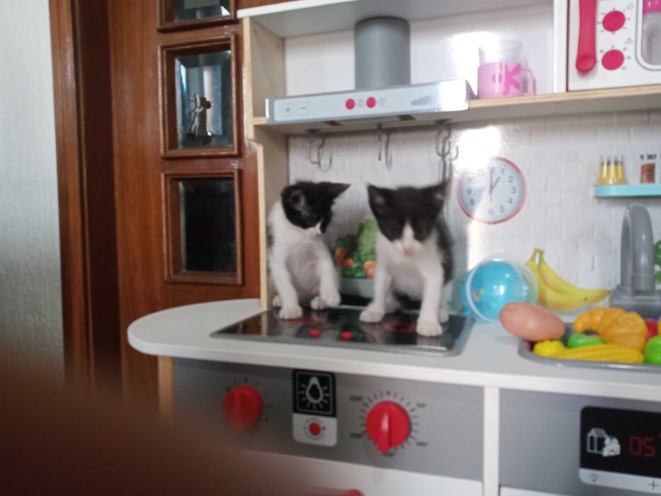 Gatinhas para adopção responsável