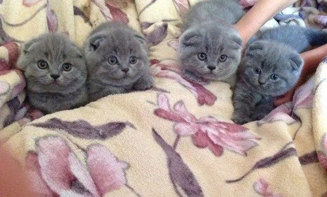 Шотландские вислоухие котята.