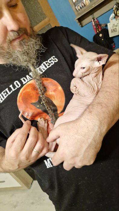 Peterbald, orientalny - kocięta