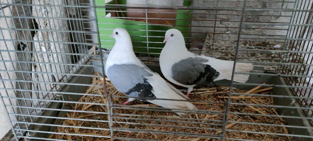 Sprzedam gołębie