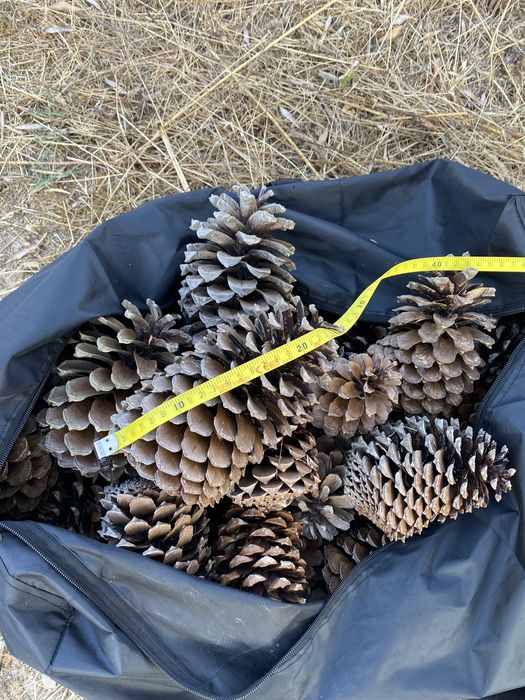 Saco de 12 Kg de pinhas