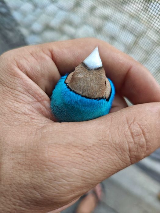 Diamantes de Gould