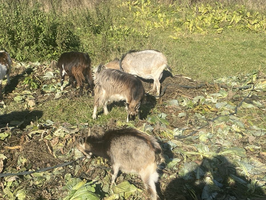 Продаються породисті альпійські кози і козенята