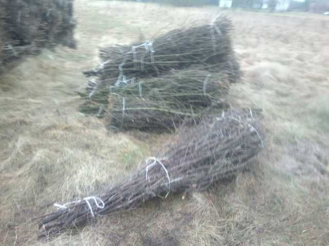 Tarnina tężnia wiązki