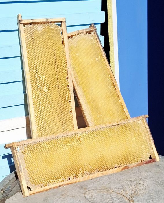 Продам бджолину суш (145)